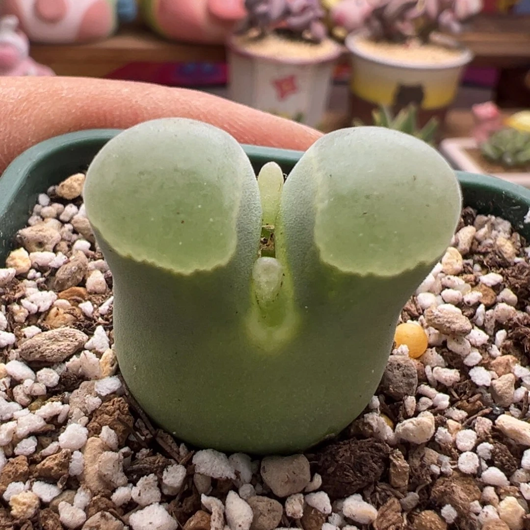 662优选2151单头大个体