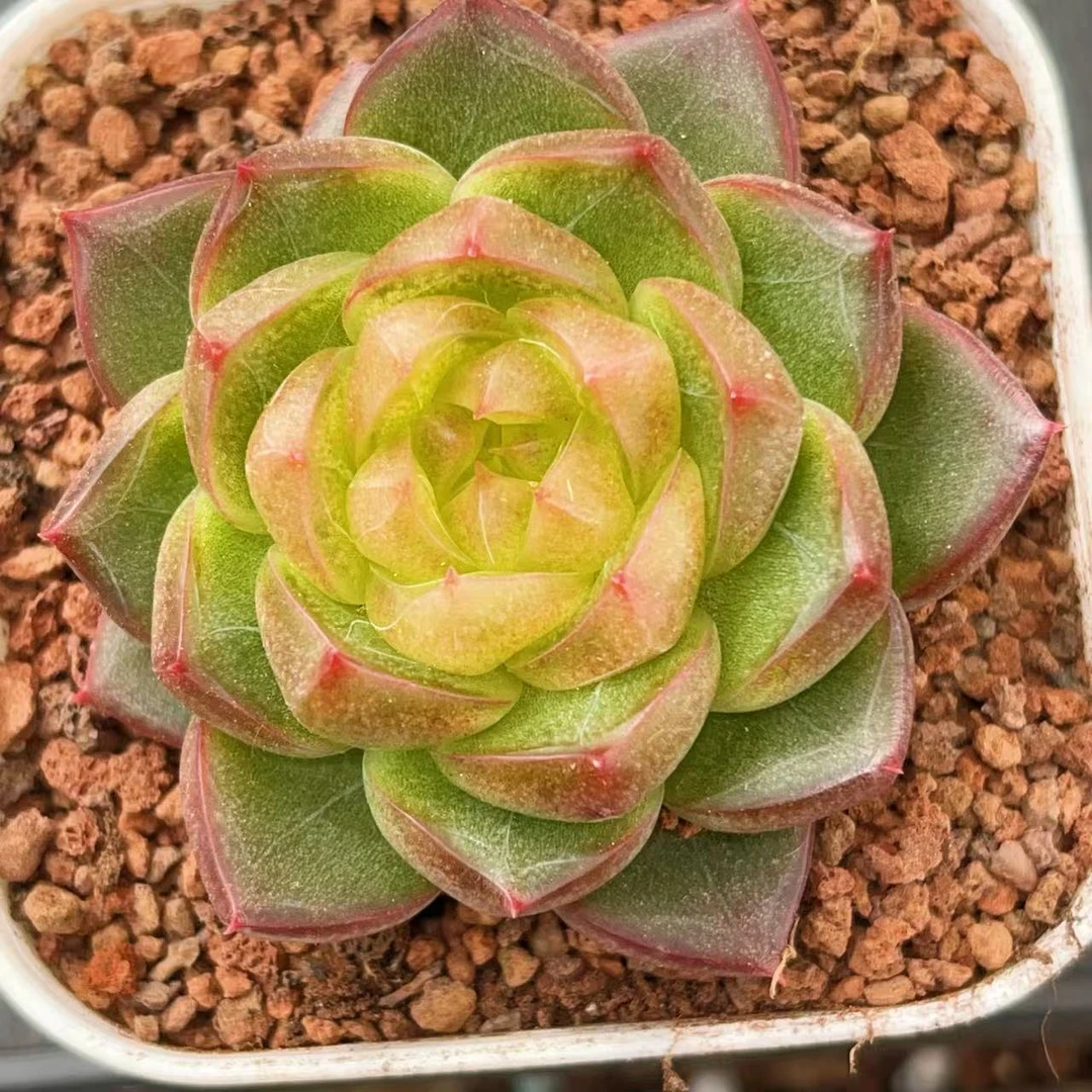 J038 样品发 星回珍妮多肉一颗   4-4.5厘米