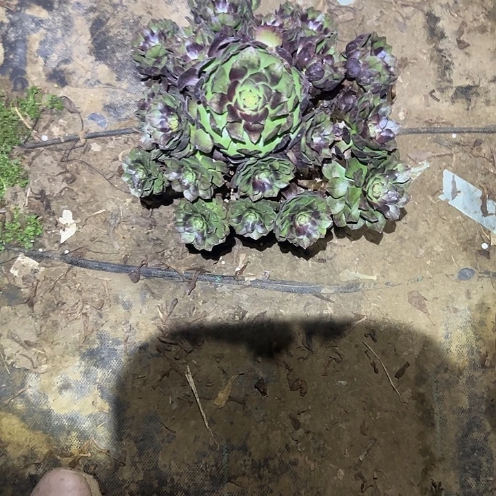 不包侧枝一物一拍6