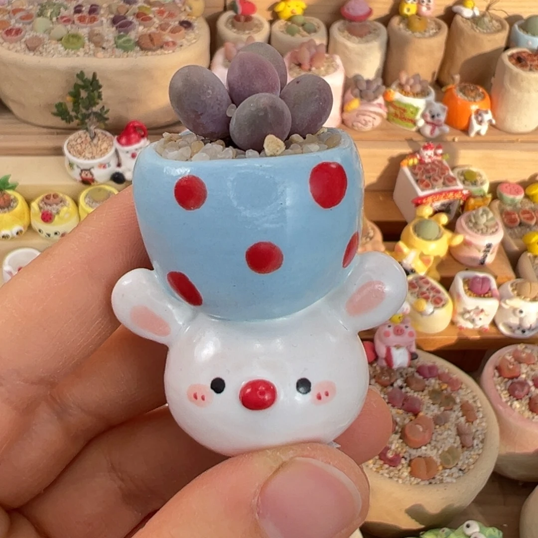 多肉植物50号汤圆