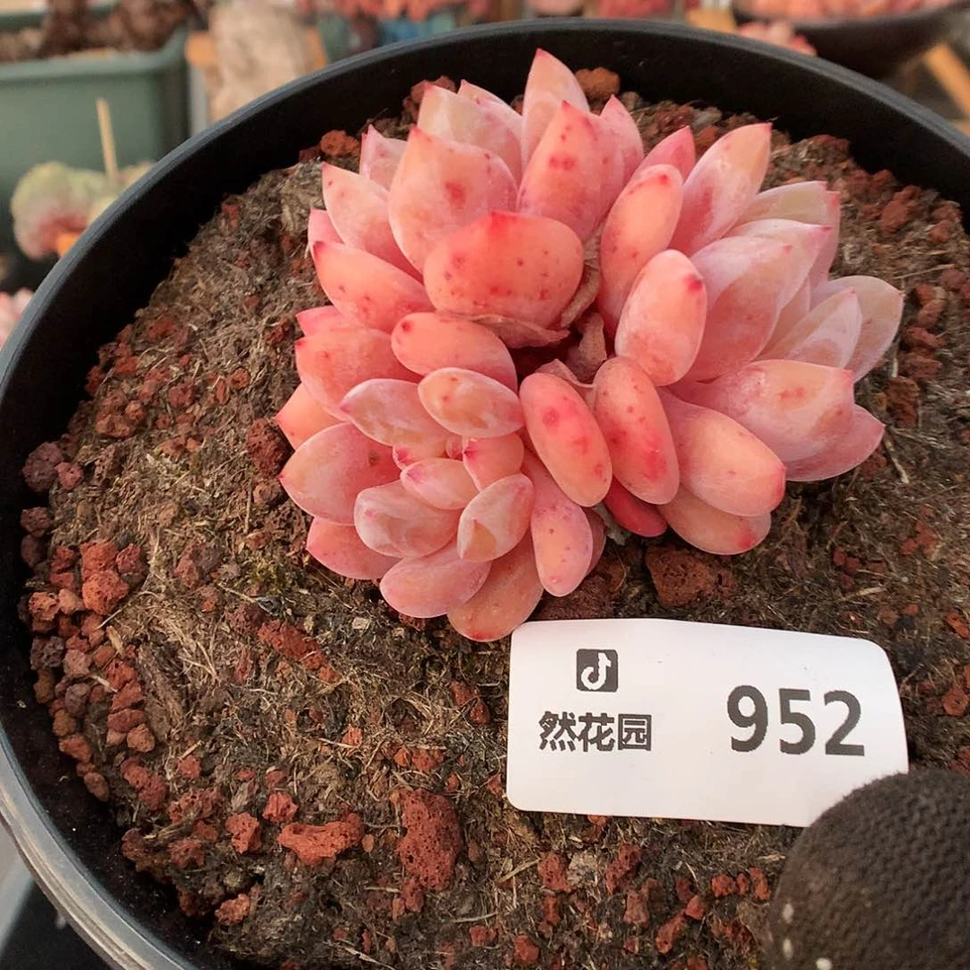 952雪天使有砍多肉植物