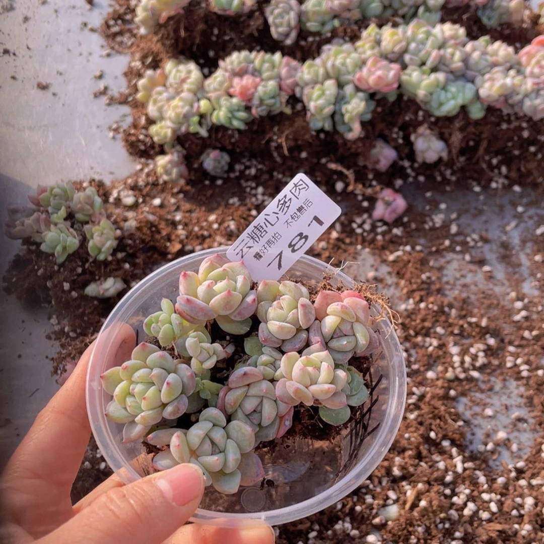 云糖心多肉植物781