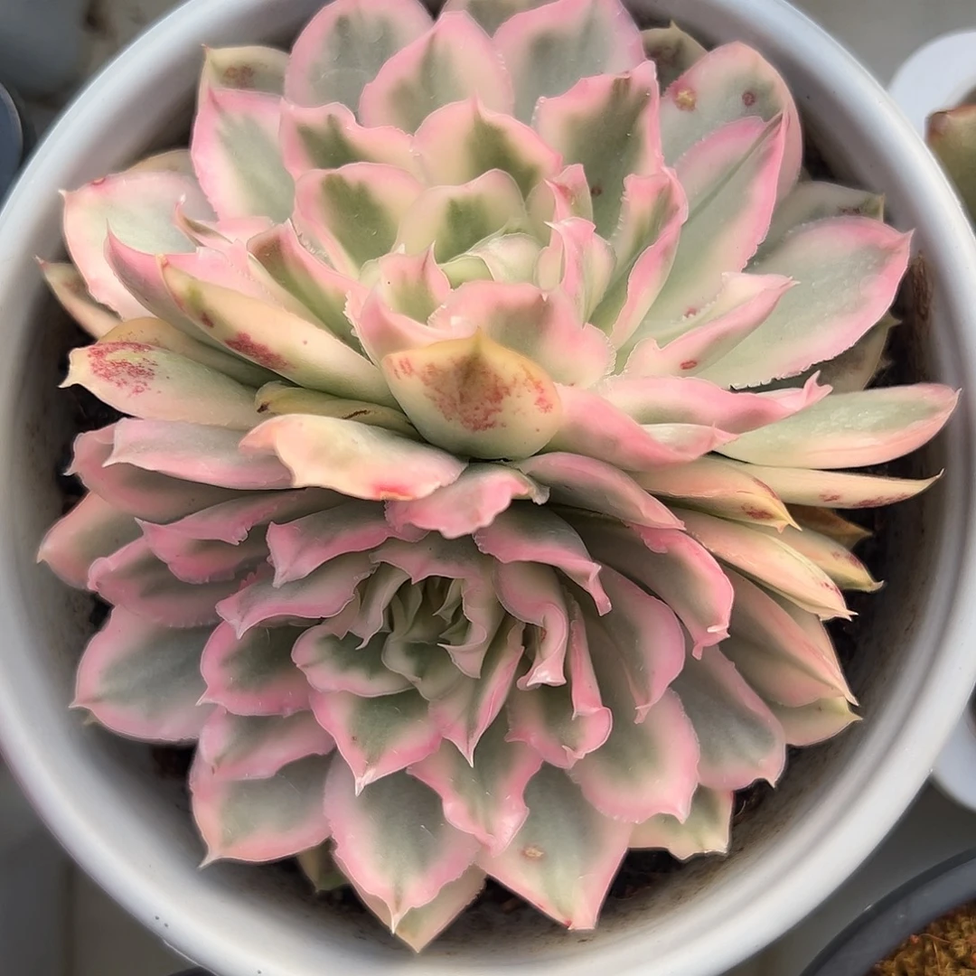 紫蝴蝶锦双头多肉植物