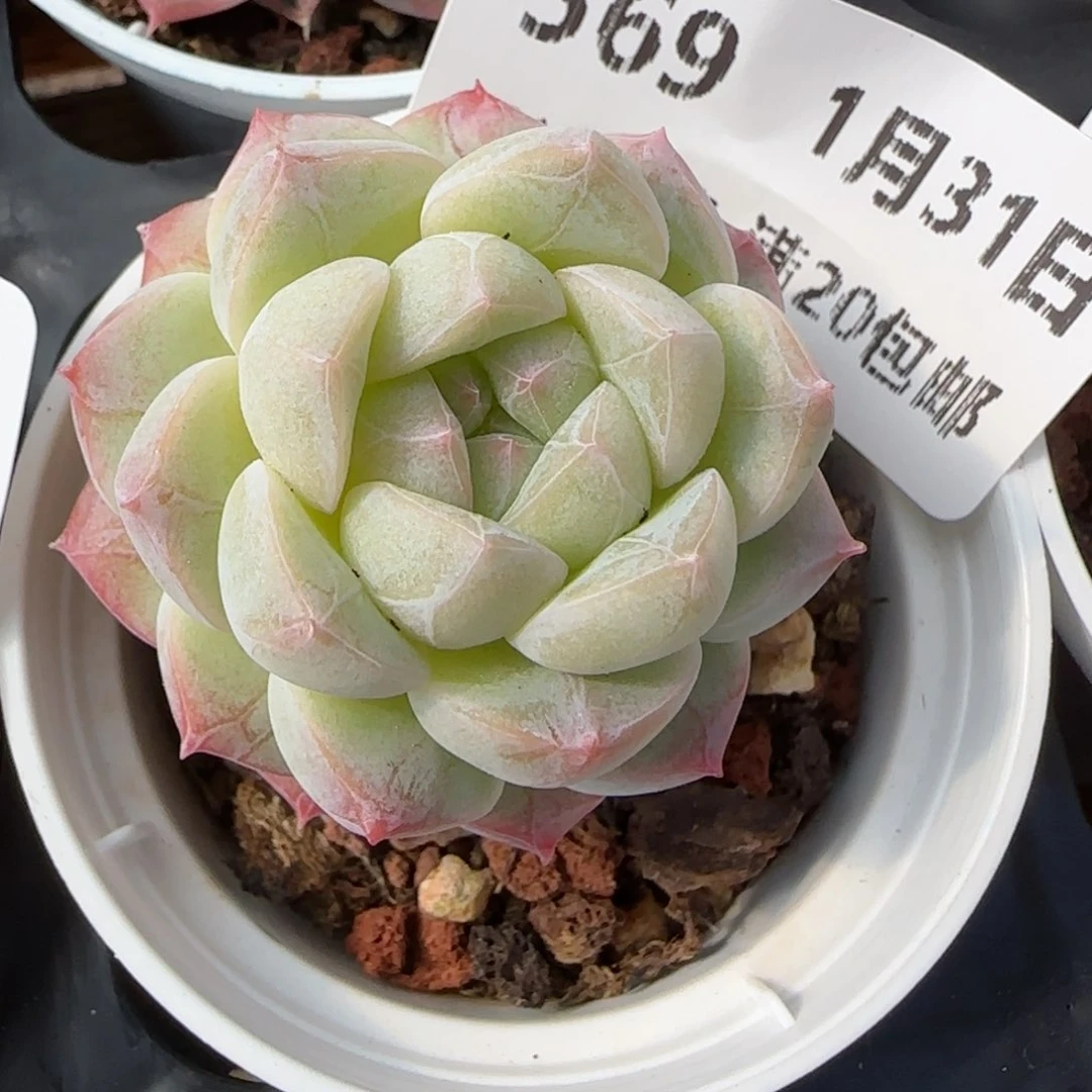 花语逸镜0131-569