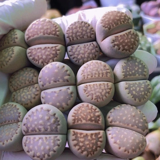 无花朵1235，2厘米以上如图