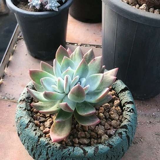 苹果叶仙女棒仙女棒