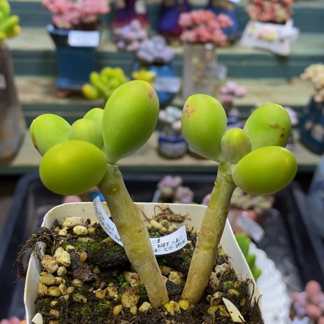 324 芒果奶6 厘米