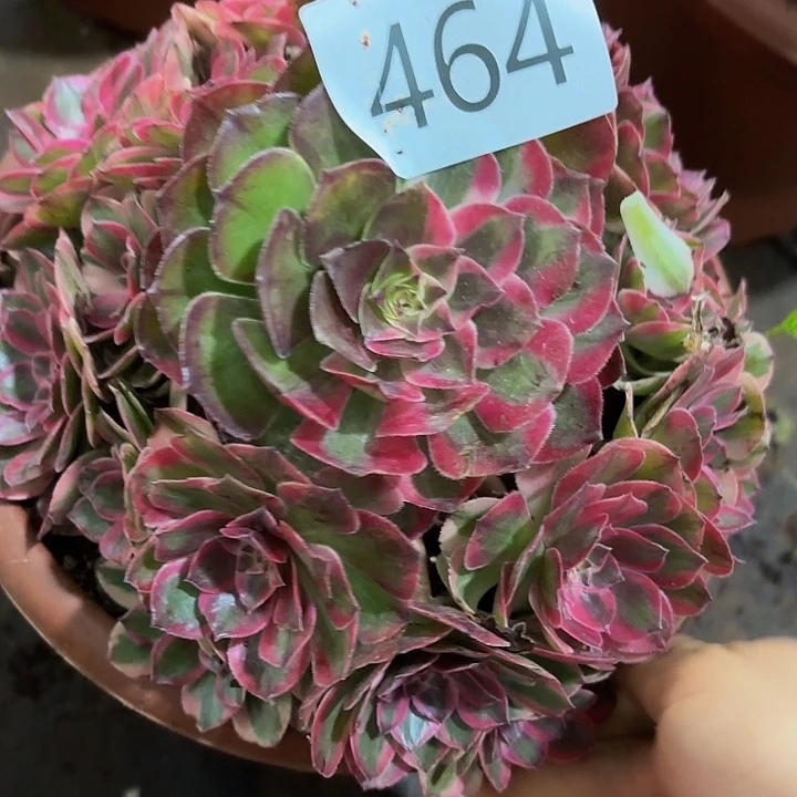 开***心多肉植物福利464个