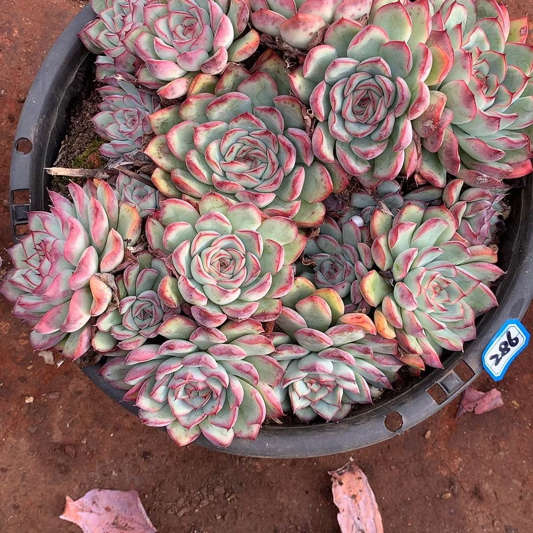 286荷花 一物一拍多肉