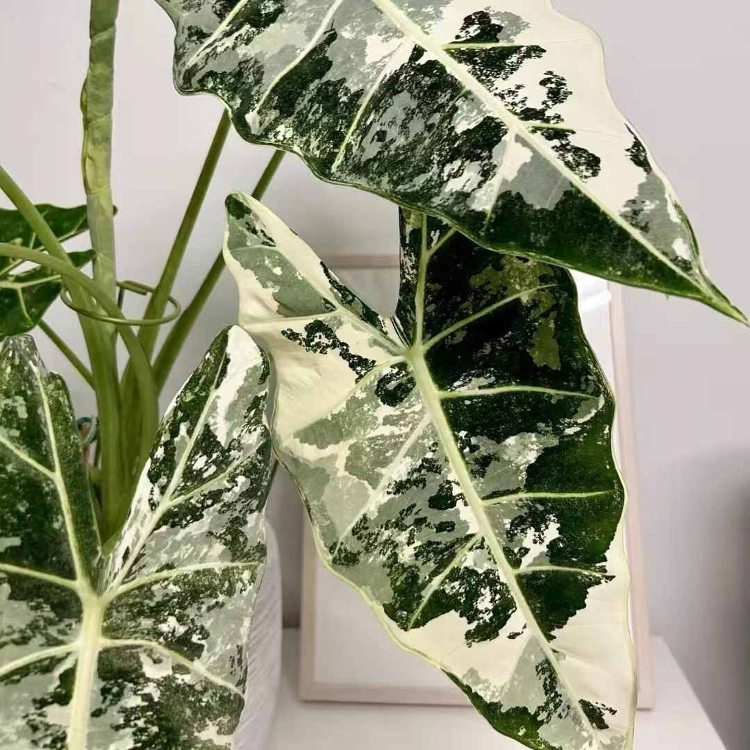绿天鹅绒海芋锦绿鹅锦观叶绿植盆栽