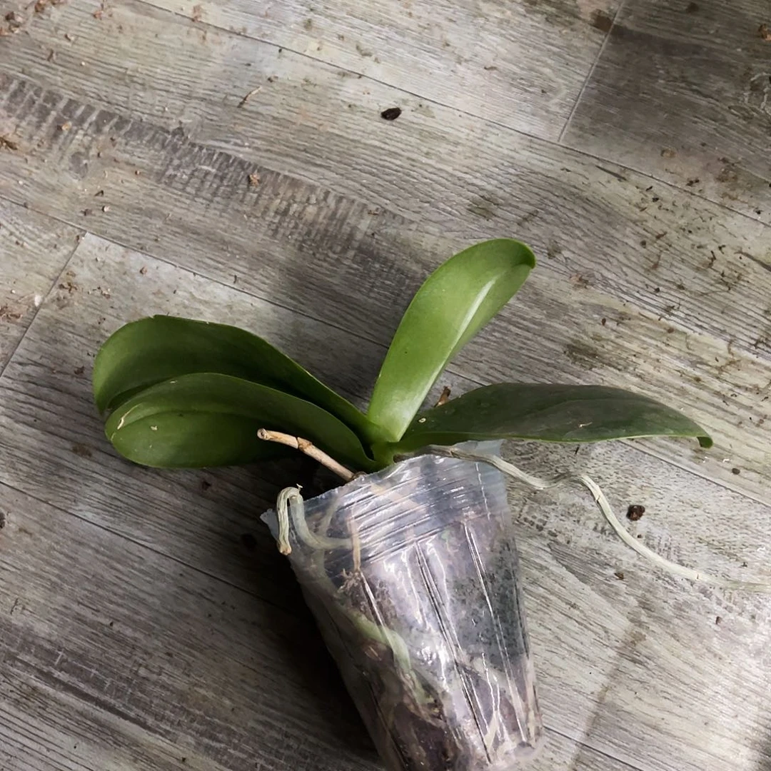 当前无花栽培后可以开花素*香奈儿瑕疵