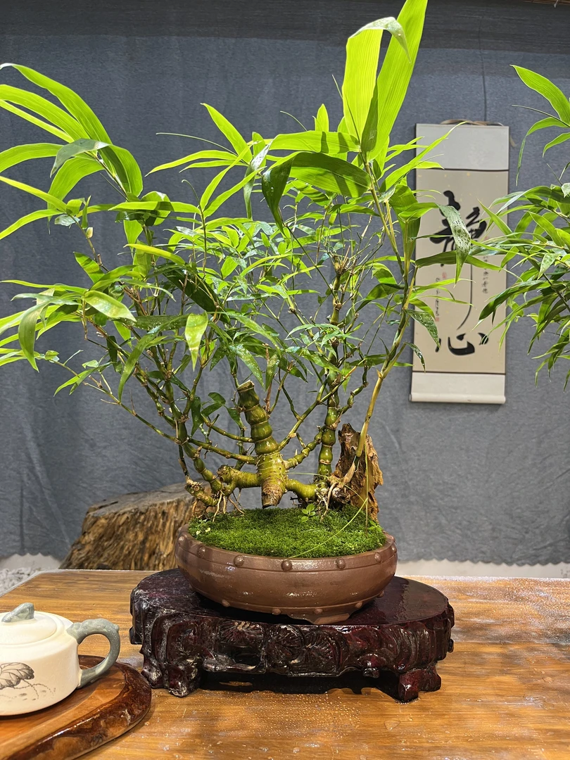佛肚竹壹物壹拍链接