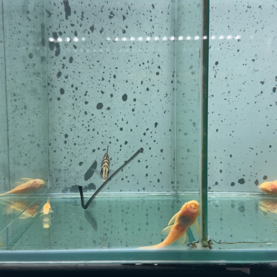 子***面慈鲷1117号黑喷虎