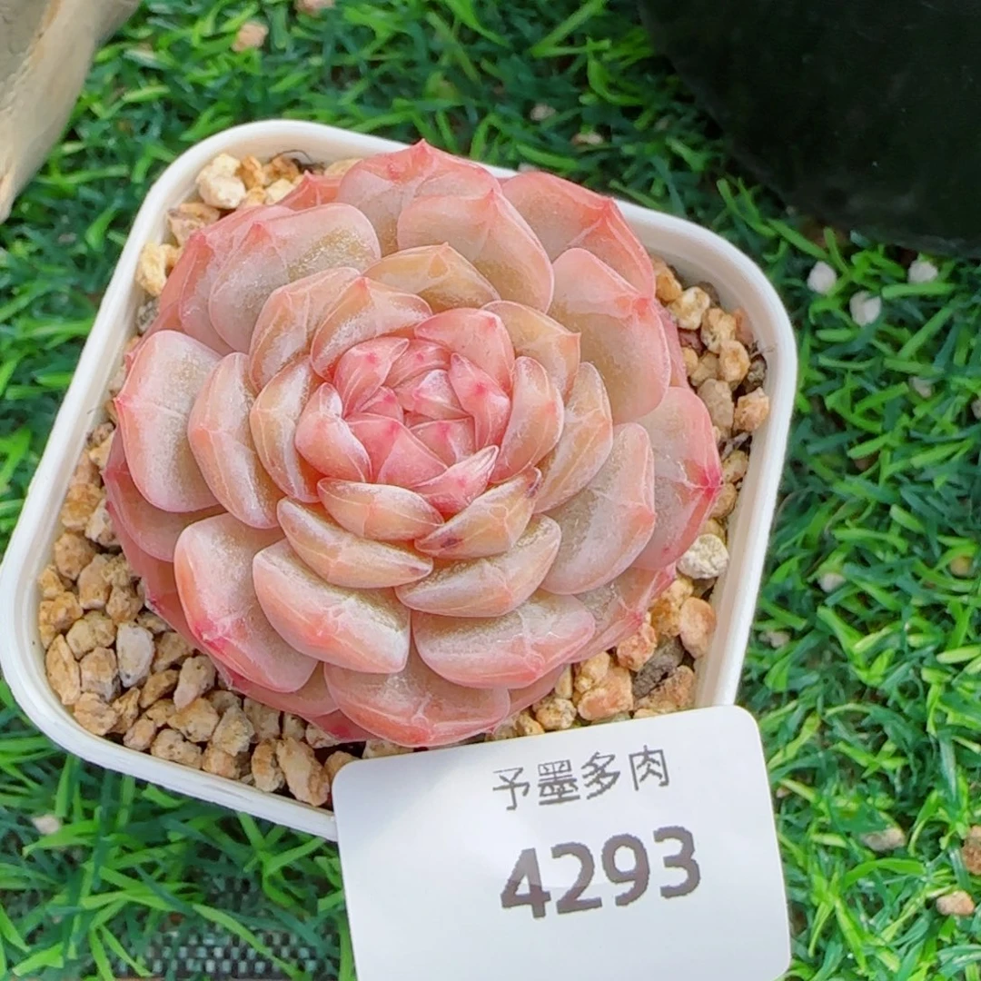 粉恋，4293多肉植物