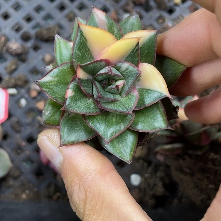 麒麟座锦一物一拍锦龙