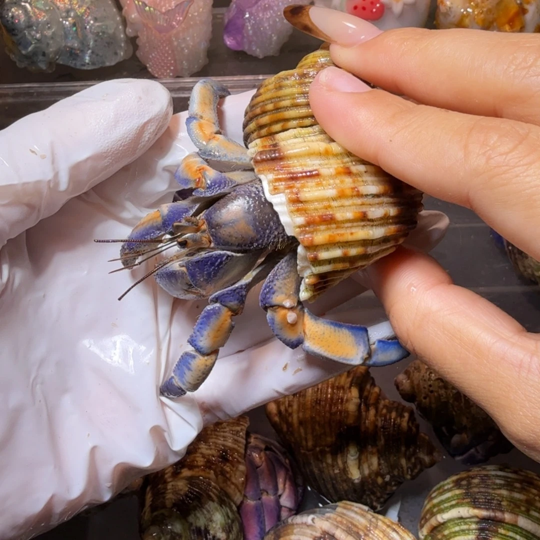 福利 3.0口再生腿蓝橘