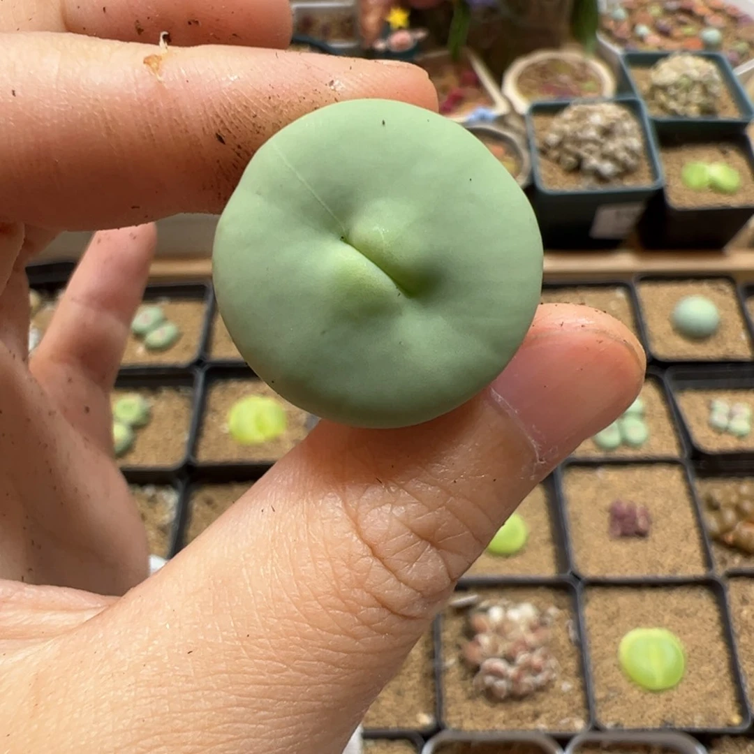 【闪购商品】89 福利dows