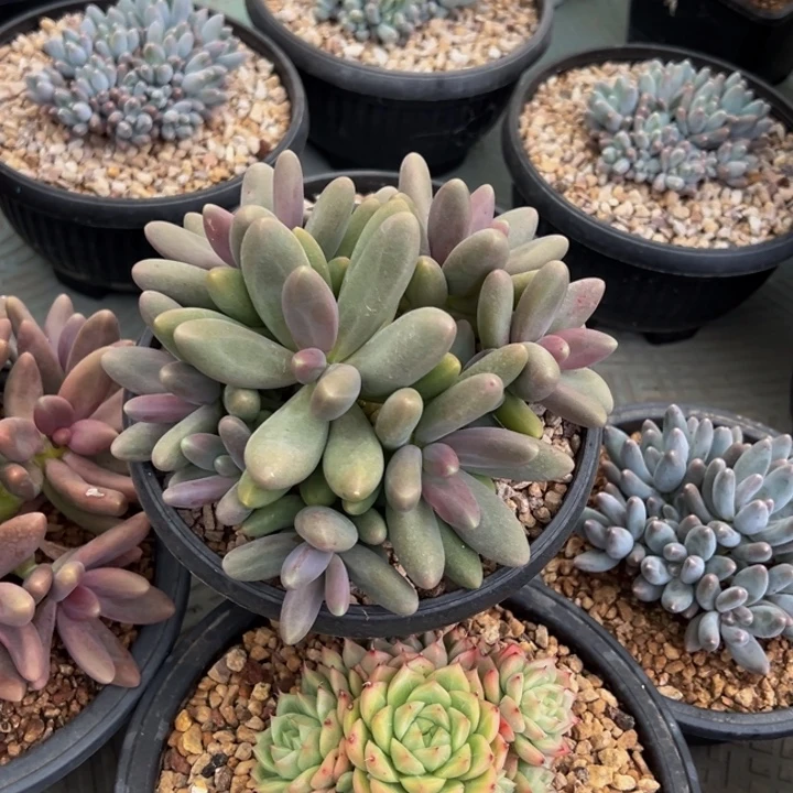 拿拿专拍糖果美人寄养