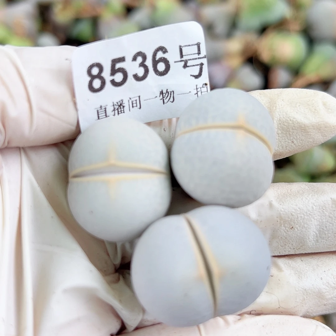 8536 好养易活生石花大母本3个