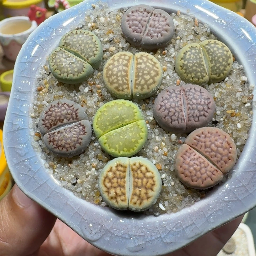 蘑菇1242巴厘彩拼多肉植物
