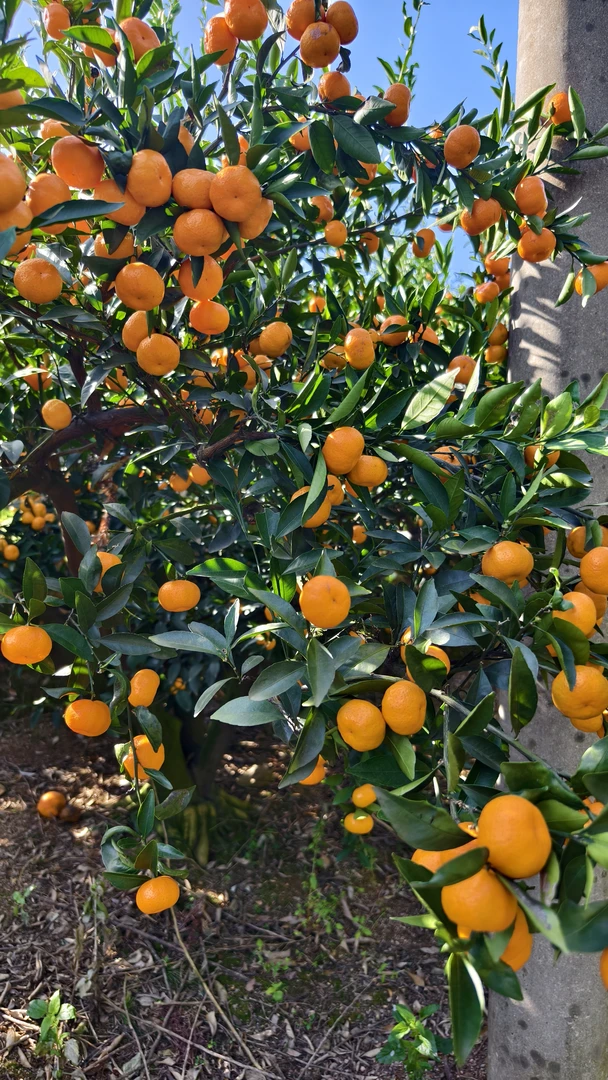 南丰蜜桔现摘当季新鲜橘子批发薄皮应季青皮自家果园小橘子