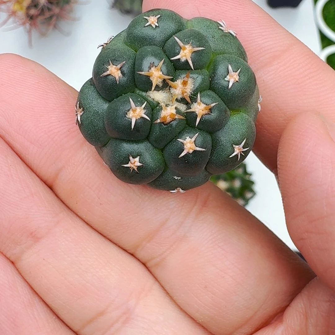 直播间，叉叉姐姐，专拍，