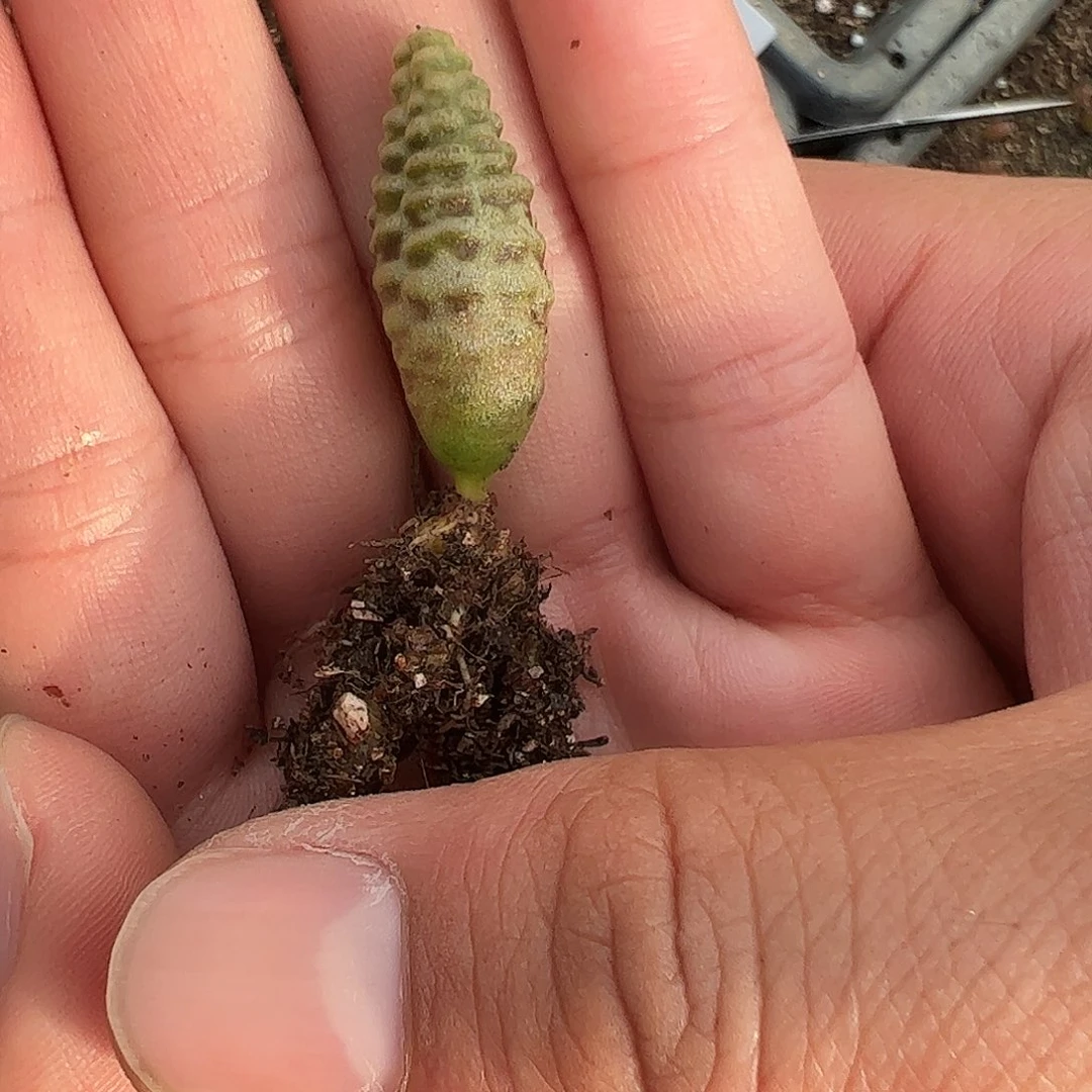 0000量拍环尾狐猴1颗