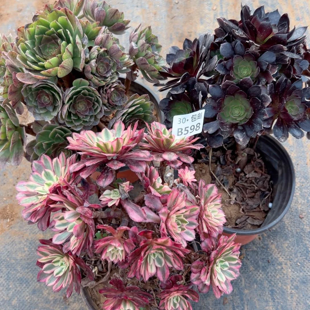 3颗多肉法师处理