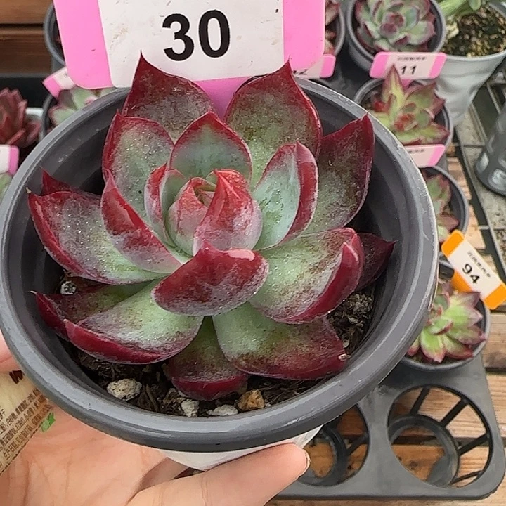 30 惊鸿仙子多肉植物