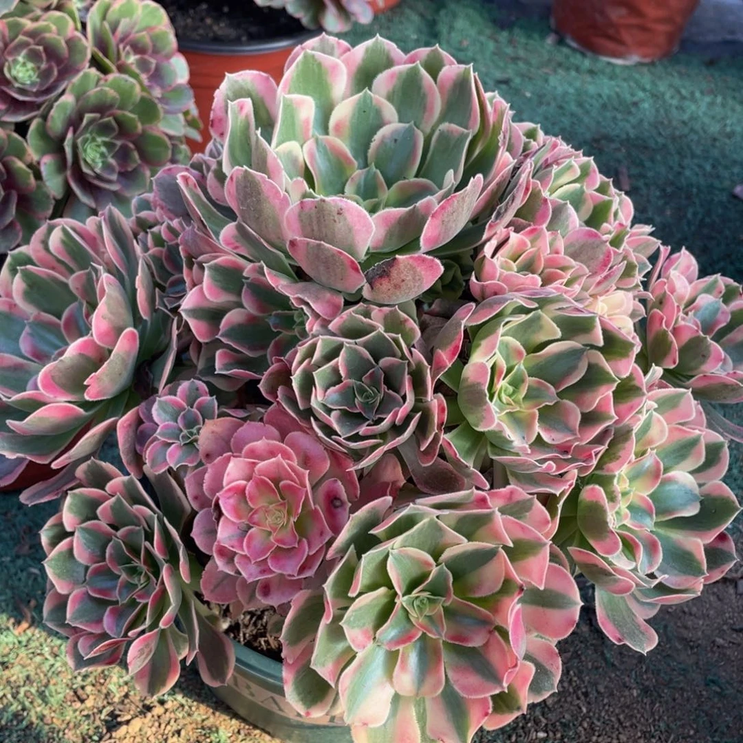 688七彩石精品法师多肉