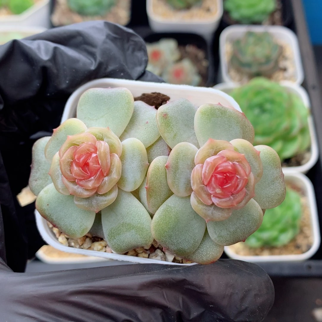 58包邮  群生不包整彩恋122