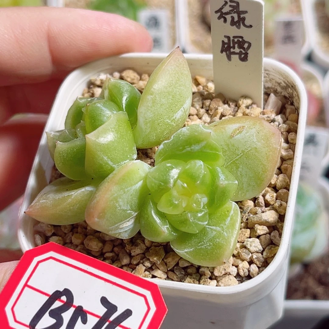 B576 一物一拍 绿腰