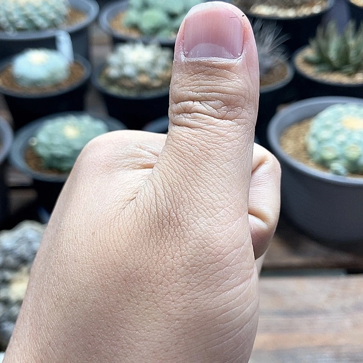 实生草球仙人球完美