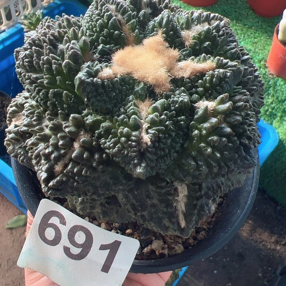 无花朵福利龟甲牡丹10公分691