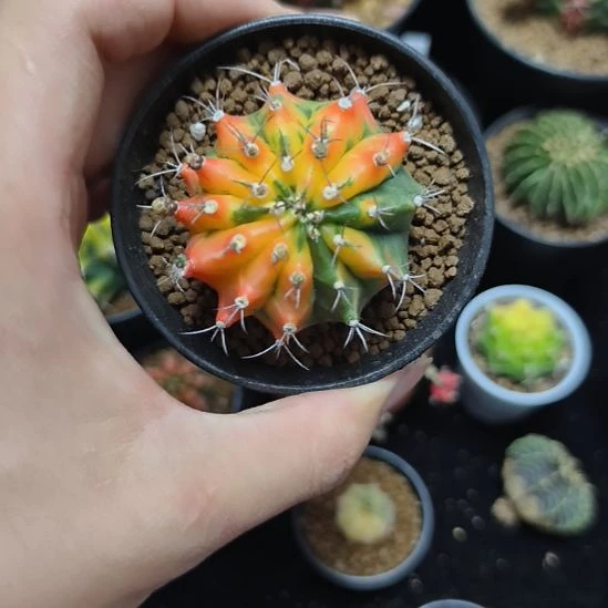 米哈锦侧芽自根带盆土发货