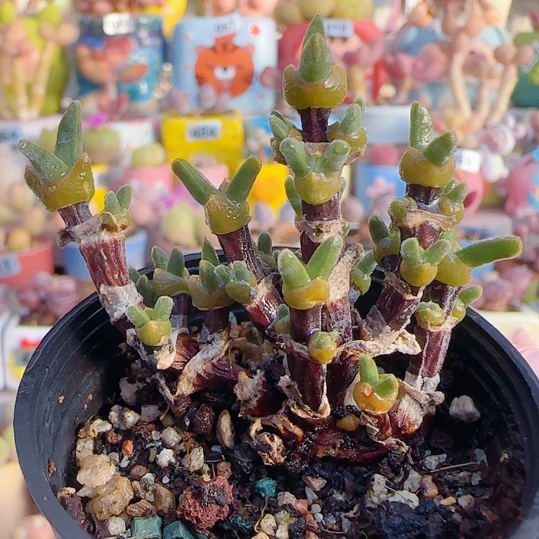 L 枝干兔子 盆口3.5cm