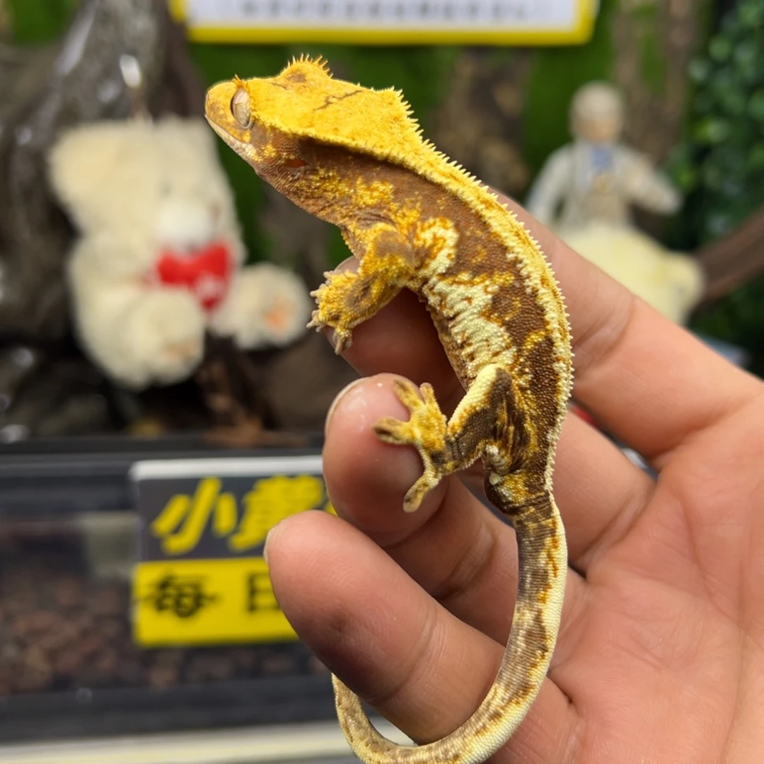 睫角守宫橙纹三色莉莉