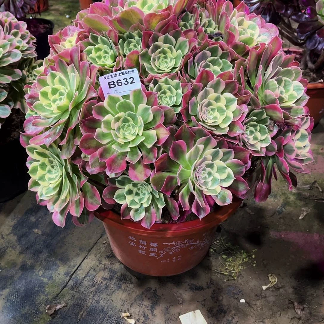 醉*花多肉植物632白凤