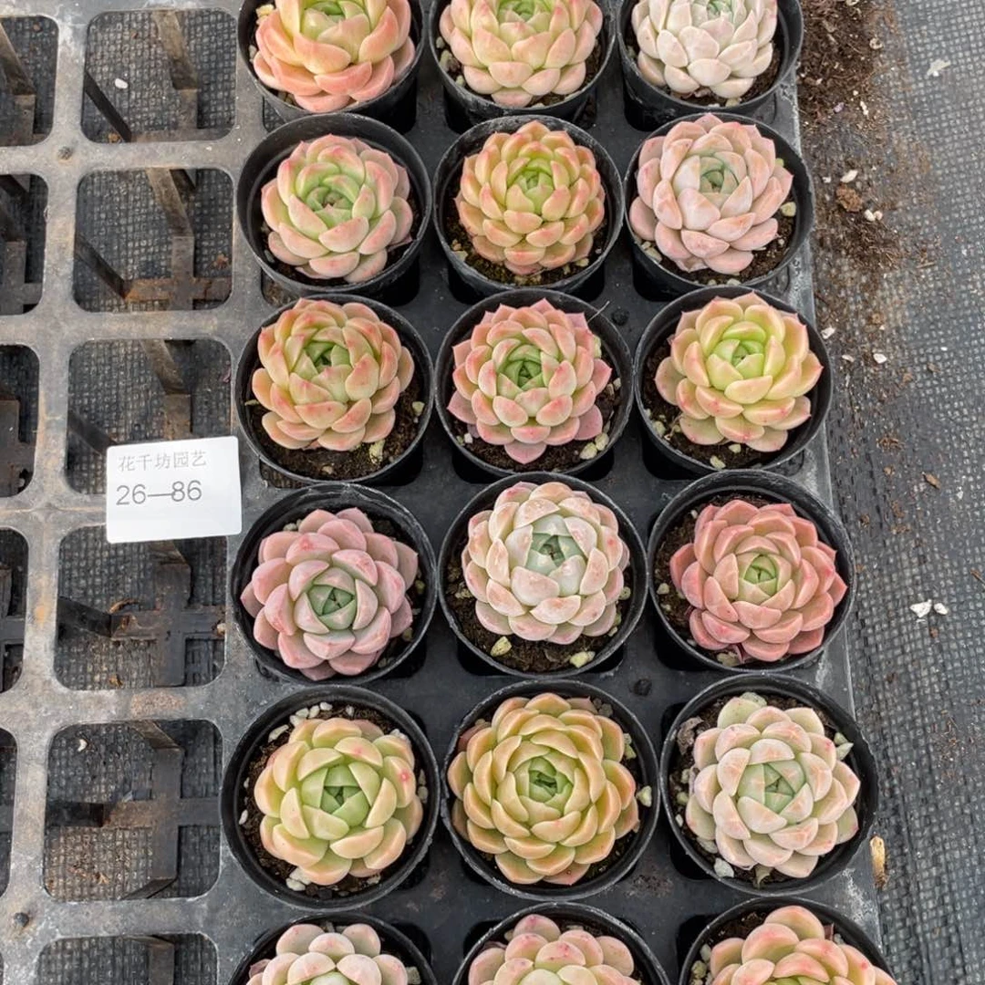 一物一拍18颗26-86