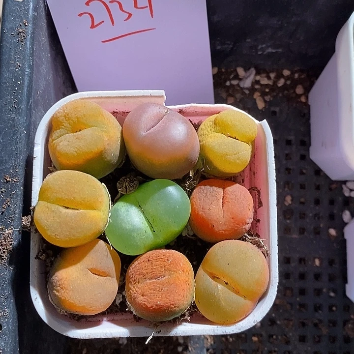 27327。   一组。 单头彩蟠桃。