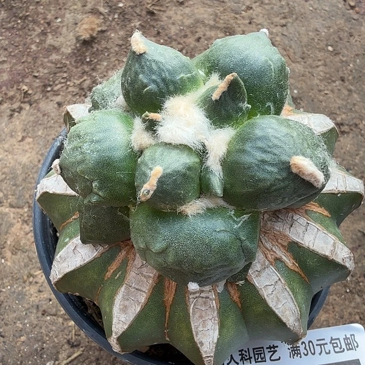 无花朵245蛋蛋牡丹东四