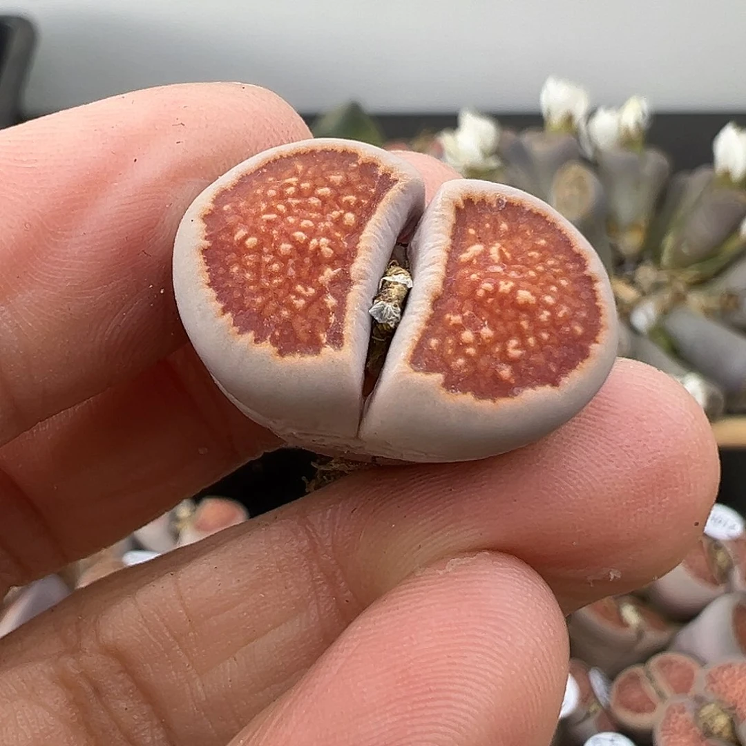 3080 生石花清货部分有伤长腿不售后