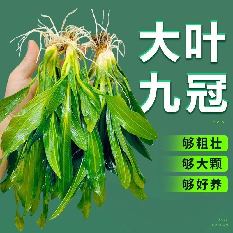 迷你小九冠大叶九冠水草鱼缸造景新手易养后景草阴性水草水草植物