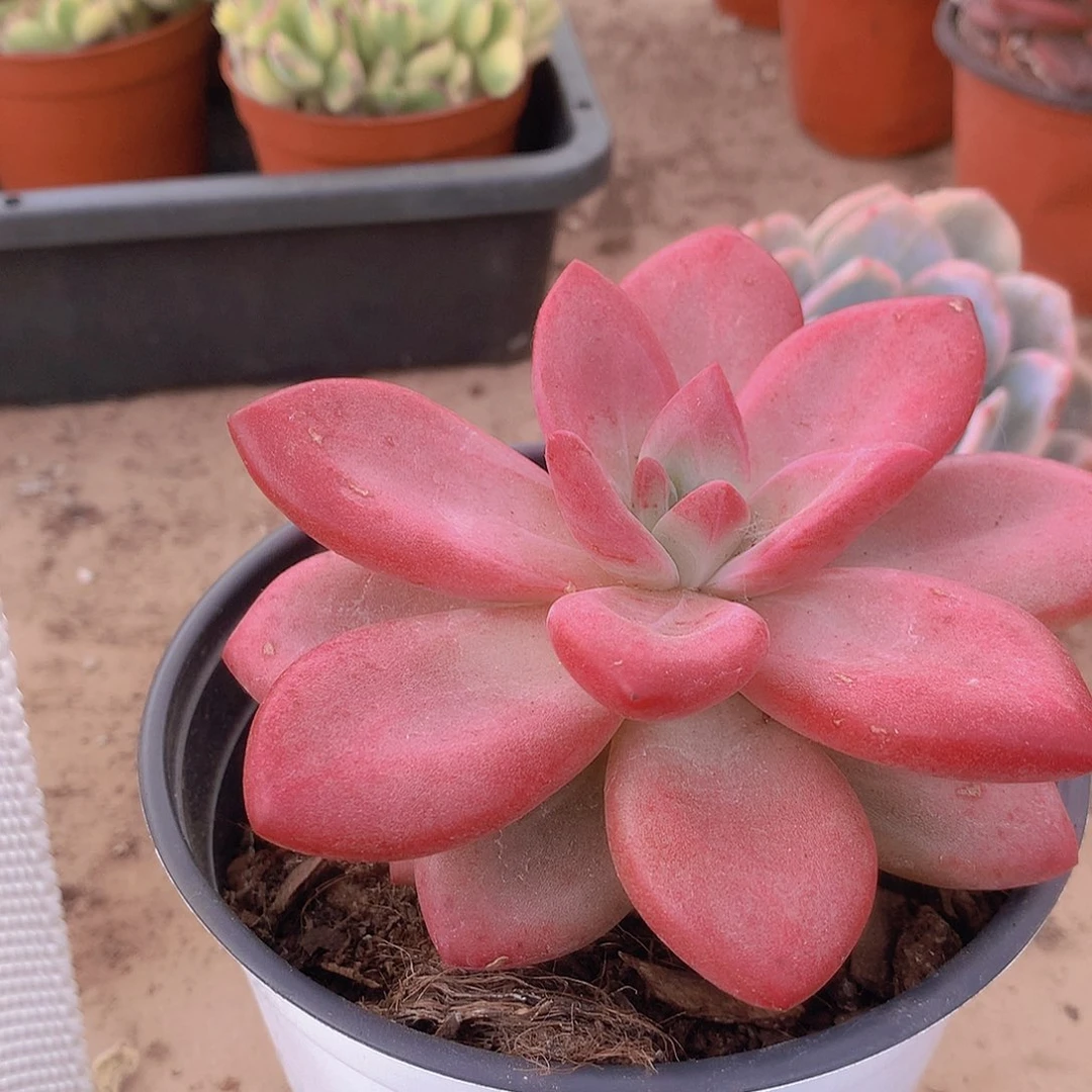 佳*华赫菲斯托9464444444444