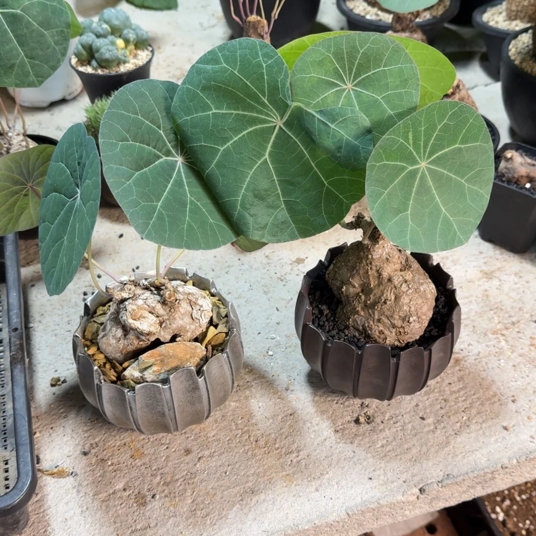 很***味一叶龟556仙人掌球球