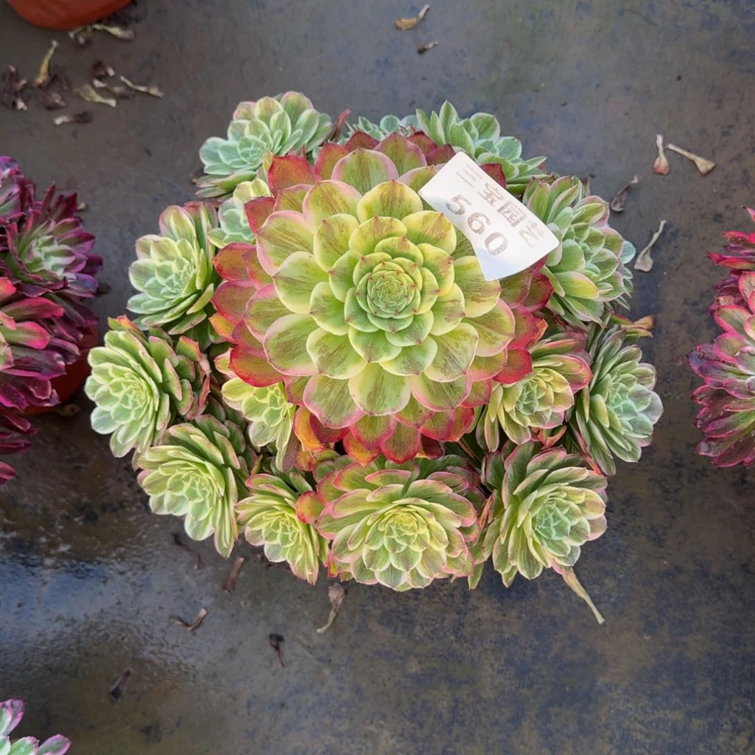 白***舒多肉植物560素颜