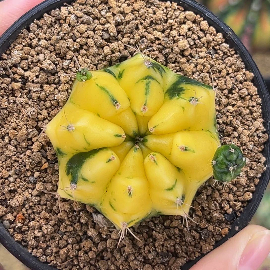 柠檬黄 米哈仙人球