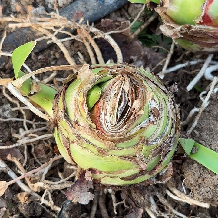 甜蜜带花剑包对版七➕