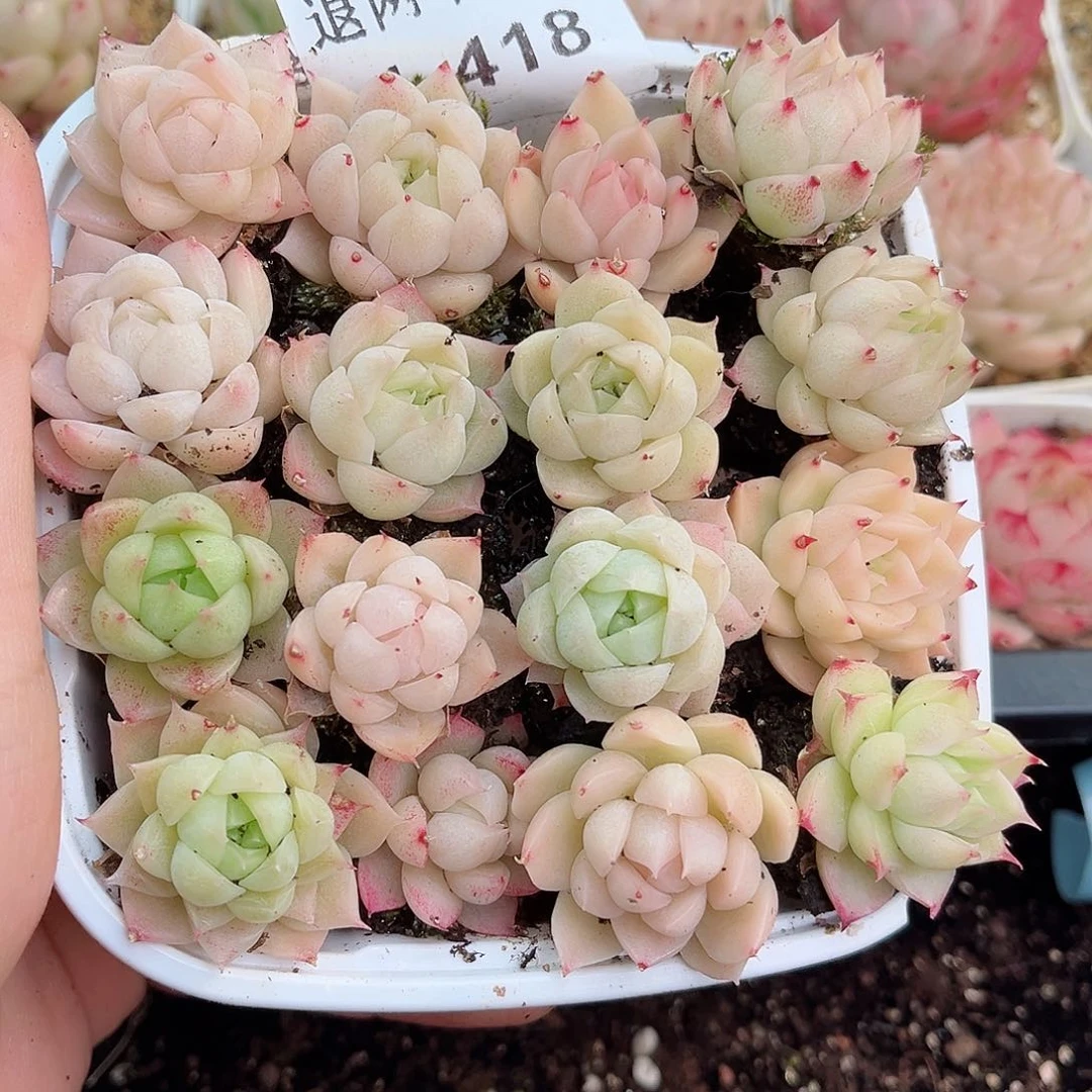 1-418 新疆西藏内蒙不发12.8包邮2-3公分多肉