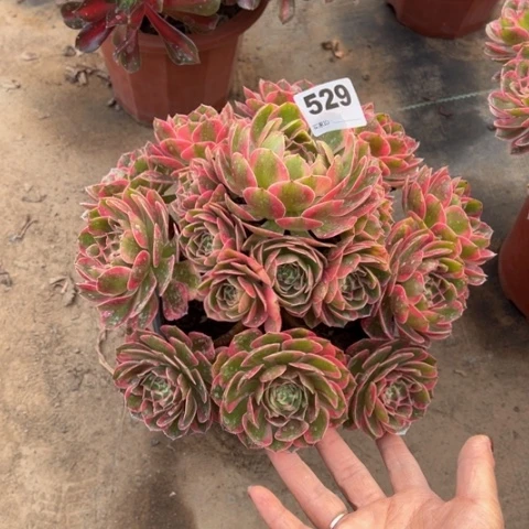 529云河手捧多肉，